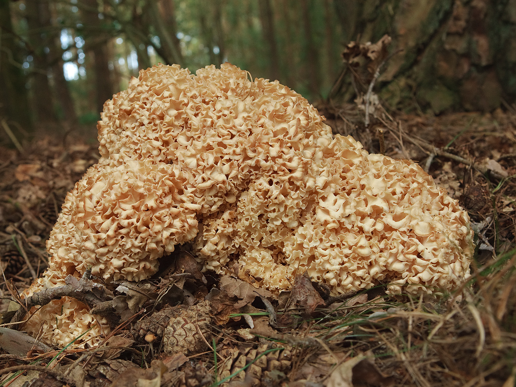 Sparassis crispa Grote sponszwam Cauliflower fungus